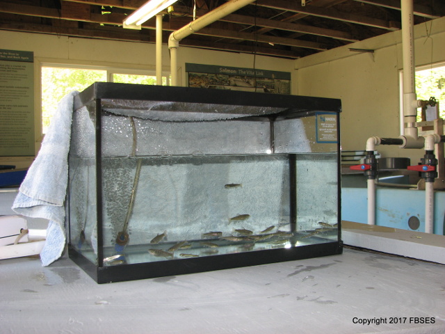 Fish Display