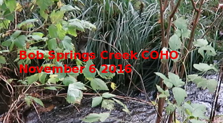 Link to Bob Springs Creek Coho November 6 2016 Video