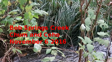 Link to Bob Springs Creek Chum and Coho 2016 Video